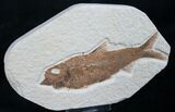 Knightia Fossil Fish - Wyoming #7586-1